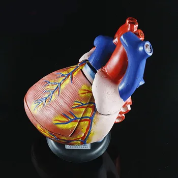 Увеличенная в 3 раза анатомическая модель сердца, большой предсердно-желудочковый биомедицинский обучающий инструмент, образовательная модель